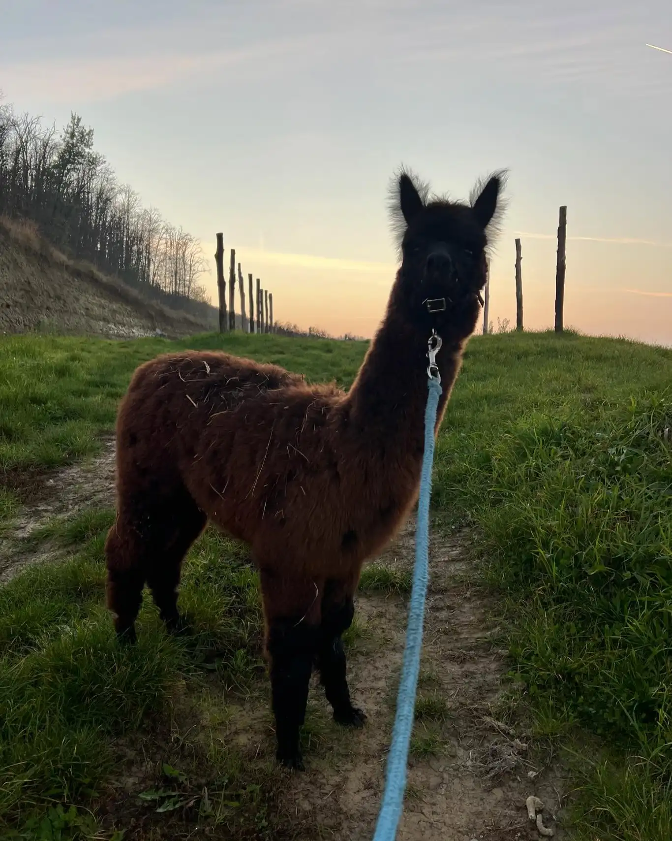 Alpaca marrone al guinzaglio su un sentiero di collina, cielo al tramonto