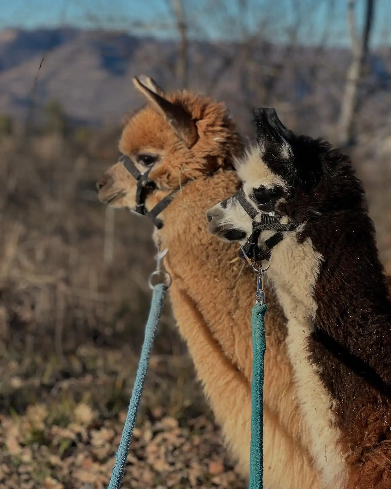 Due alpaca di profilo, uno beige e uno marrone, con le colline sullo sfondo