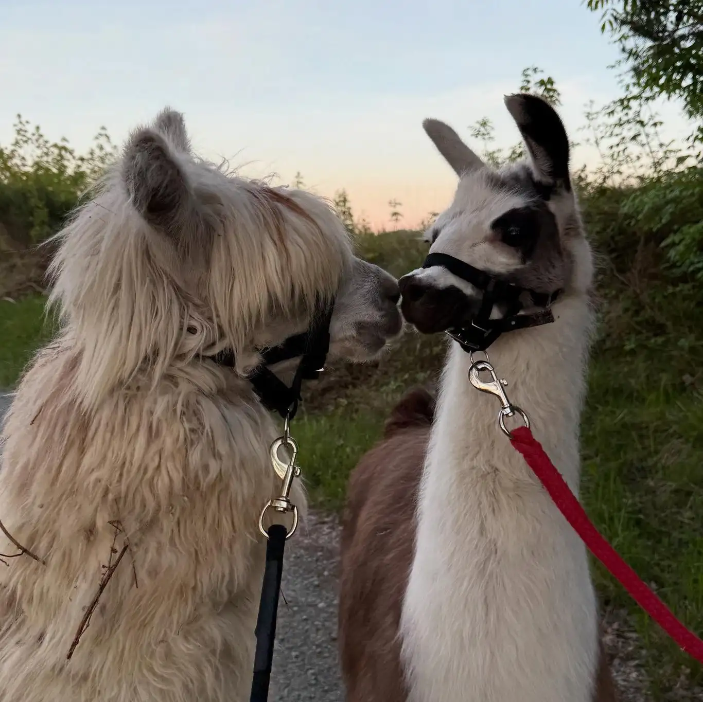 Due alpaca bianchi naso contro naso lungo un sentiero, al crepuscolo